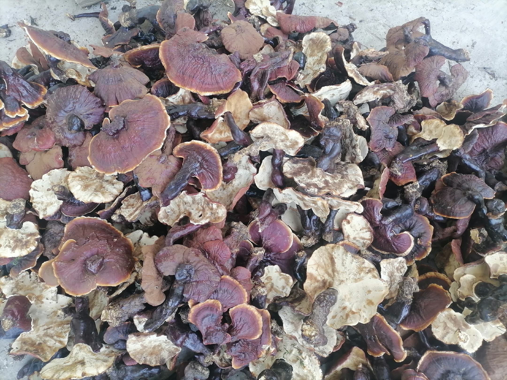 展示浙贝母药材实物,颜色偏白,形状略扁,表面有纵向纹理 浙贝母实物图