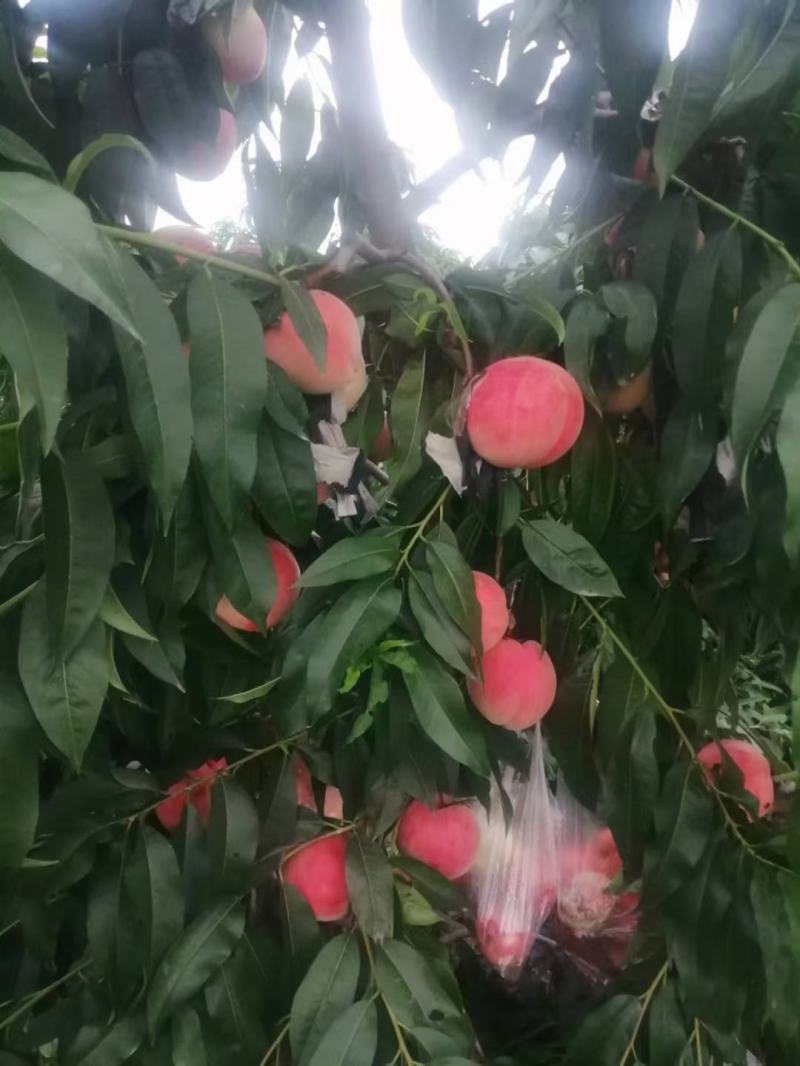 陕西红富士苹果猕猴桃葡萄桃子西瓜