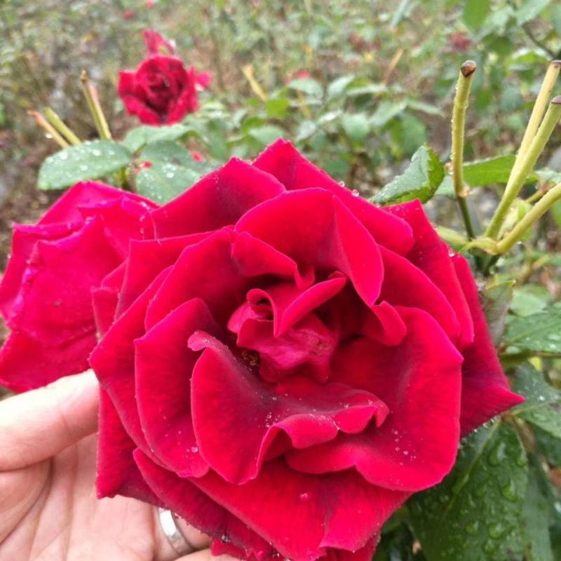 云南食用玫瑰花苗滇红墨红扦插小苗四季开花苗圃直发