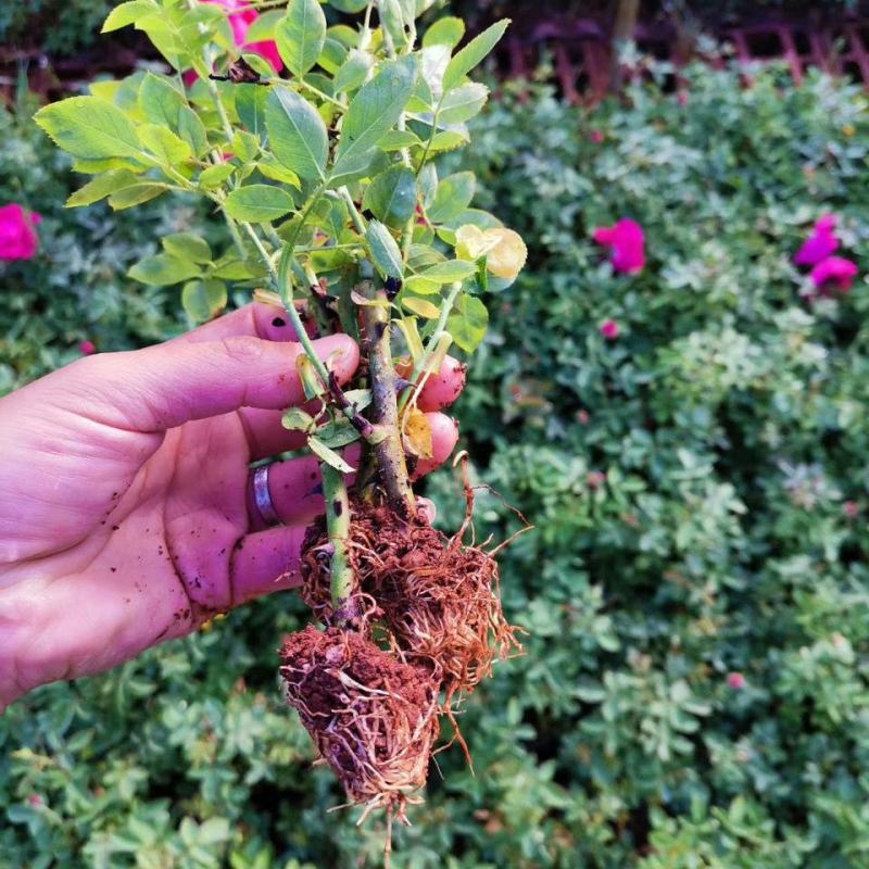 云南食用玫瑰花苗滇红墨红扦插小苗四季开花苗圃直发