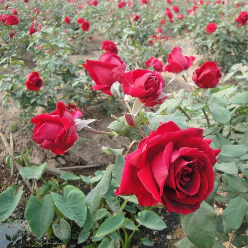 云南食用玫瑰花苗滇红墨红扦插小苗四季开花苗圃直发