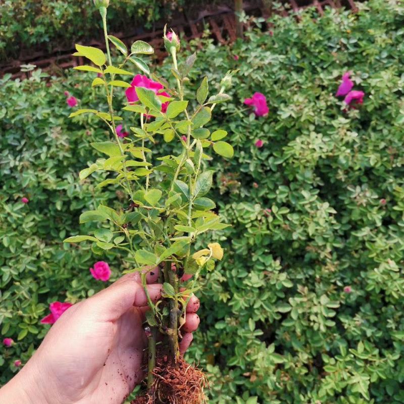 云南食用玫瑰花苗滇红墨红扦插小苗四季开花苗圃直发