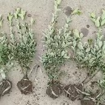大量供应金边黄杨小毛球