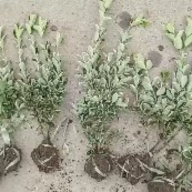 大量供应金边黄杨小毛球