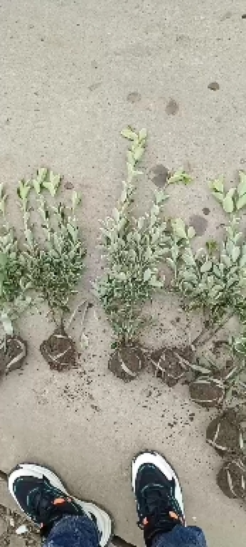大量供应金边黄杨小毛球