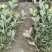大量供应金边黄杨小毛球