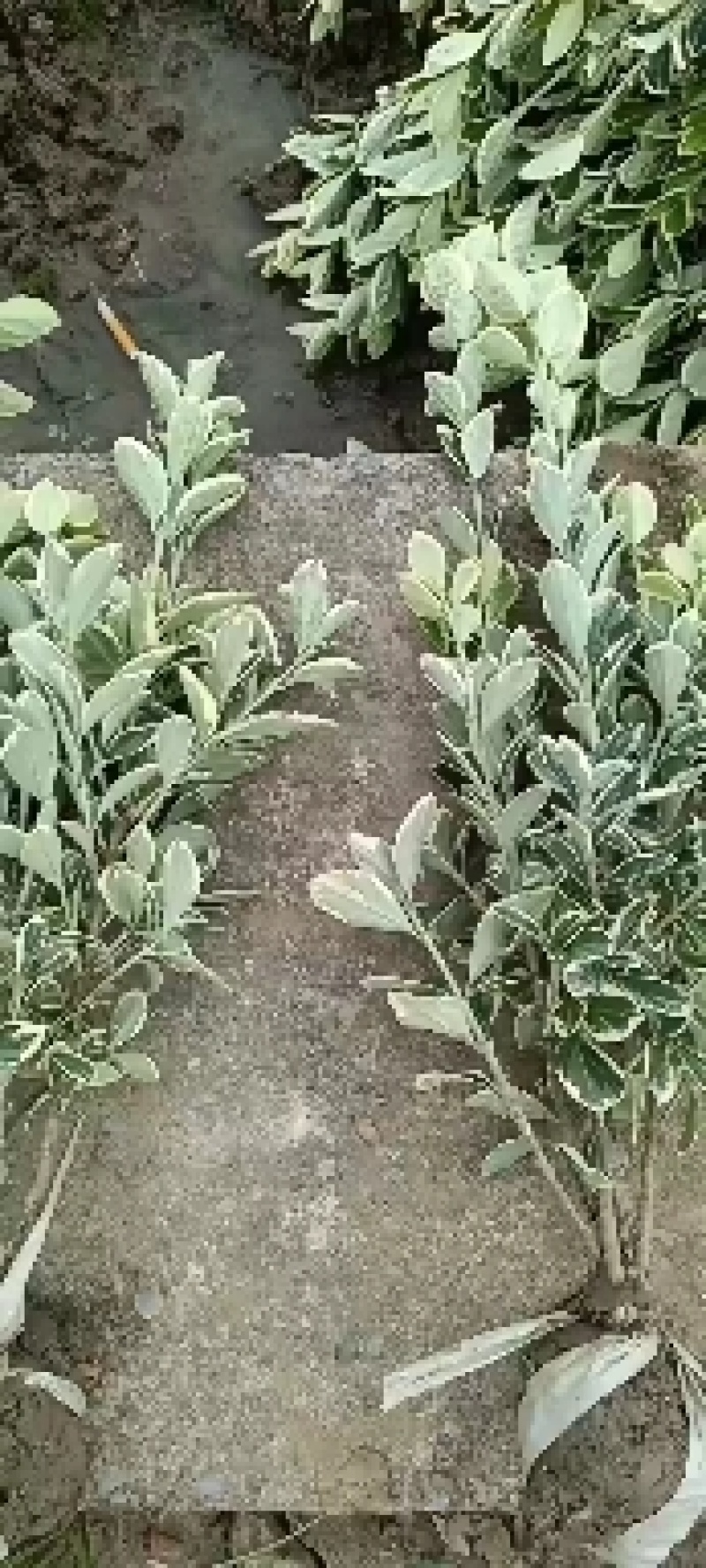 大量供应金边黄杨小毛球