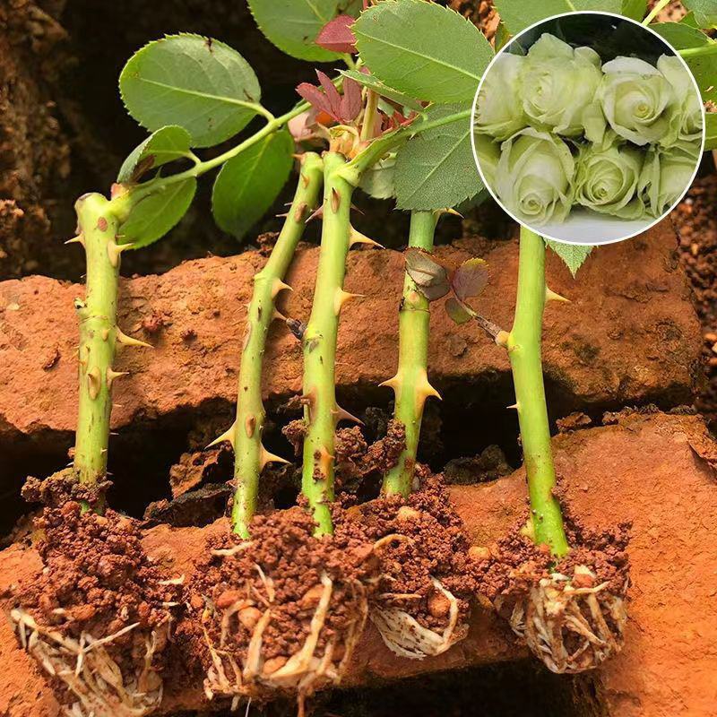 云南白玫瑰花苗扦插苗四季开花庭院绿植全国发货