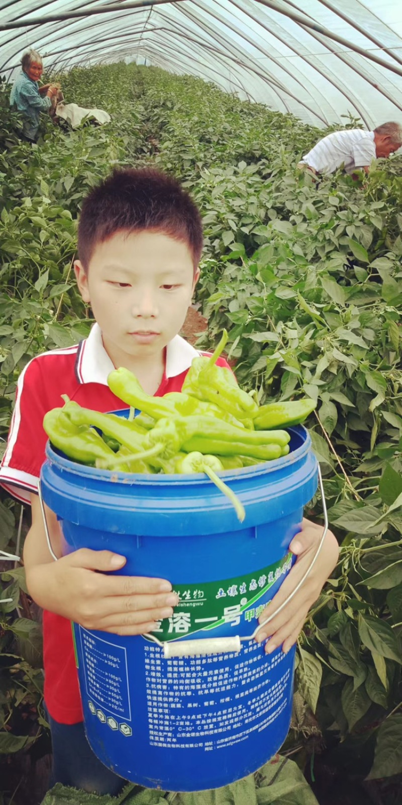 薄皮椒，线椒，大量上市，需要的老板可以提前预定