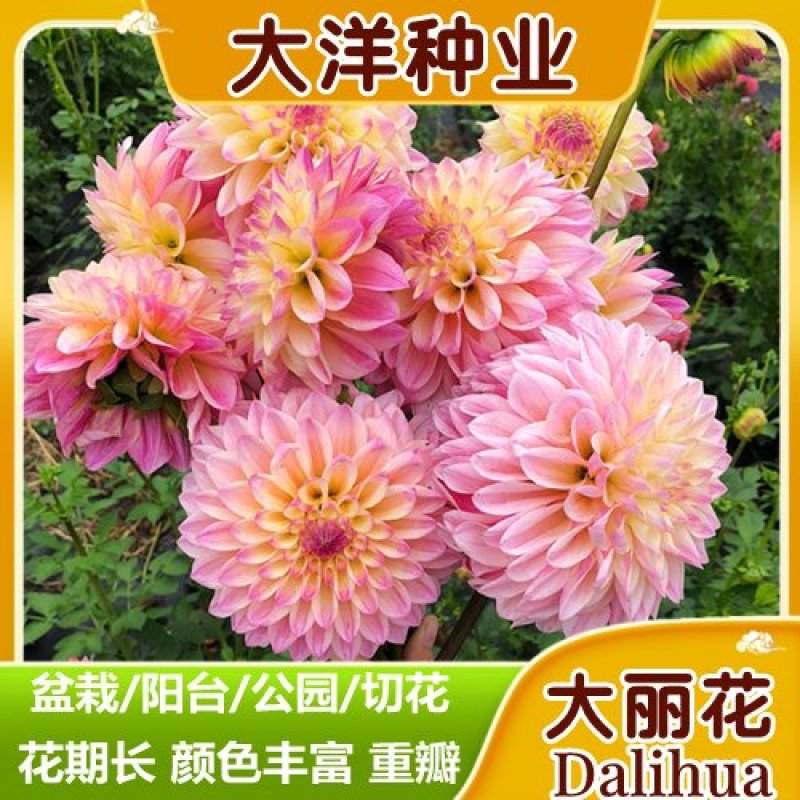 重瓣大丽花种子易活多年生种籽小丽花种子混色绿化庭院阳台花