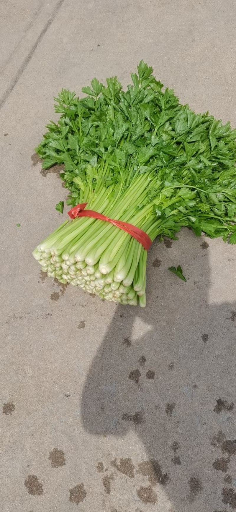 吉林芹菜大量上市，适合走冰车水洗，欢迎前来选购