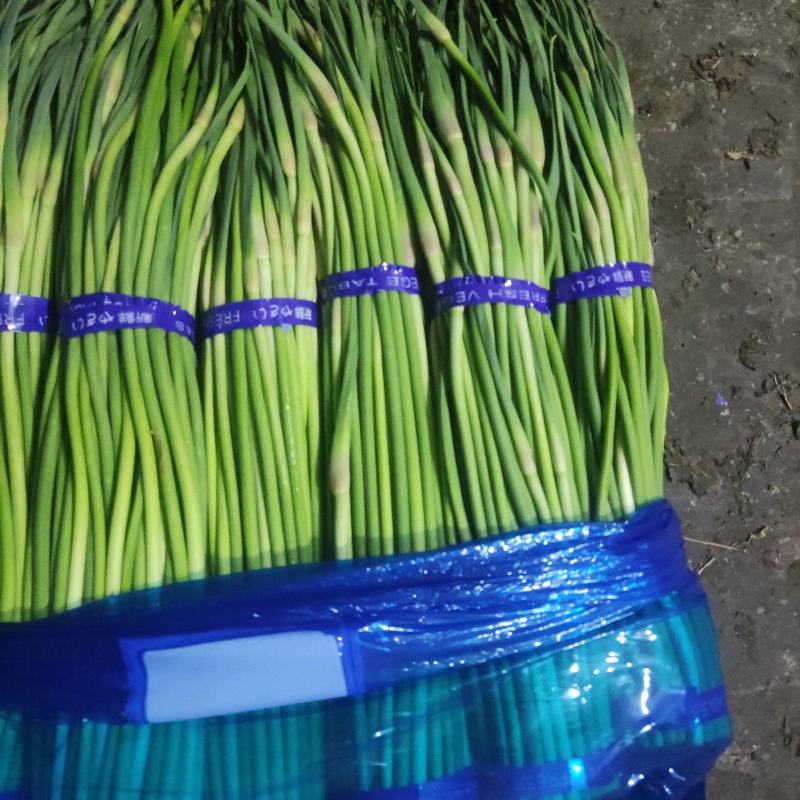 邳州蒜苔一手货源视频看货大量供货质优价廉欢迎来电