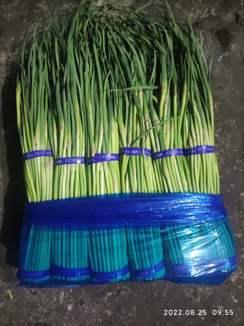 邳州蒜苔一手货源视频看货大量供货质优价廉欢迎来电