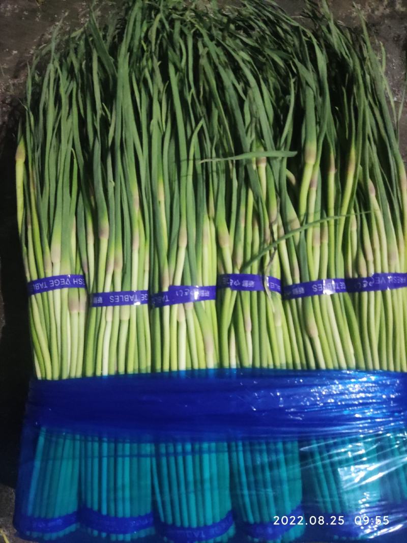 邳州蒜苔一手货源视频看货大量供货质优价廉欢迎来电