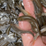 银雪鱼苗，场地繁殖标大，优质苗种技术指导适应能力强。