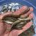 银雪鱼苗，场地繁殖标大，优质苗种技术指导适应能力强。