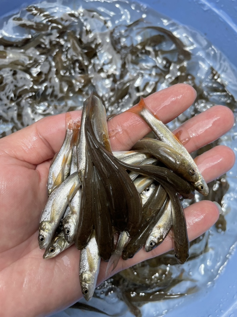 银雪鱼苗，场地繁殖标大，优质苗种技术指导适应能力强。