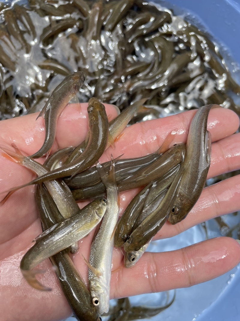 银雪鱼苗，场地繁殖标大，优质苗种技术指导适应能力强。