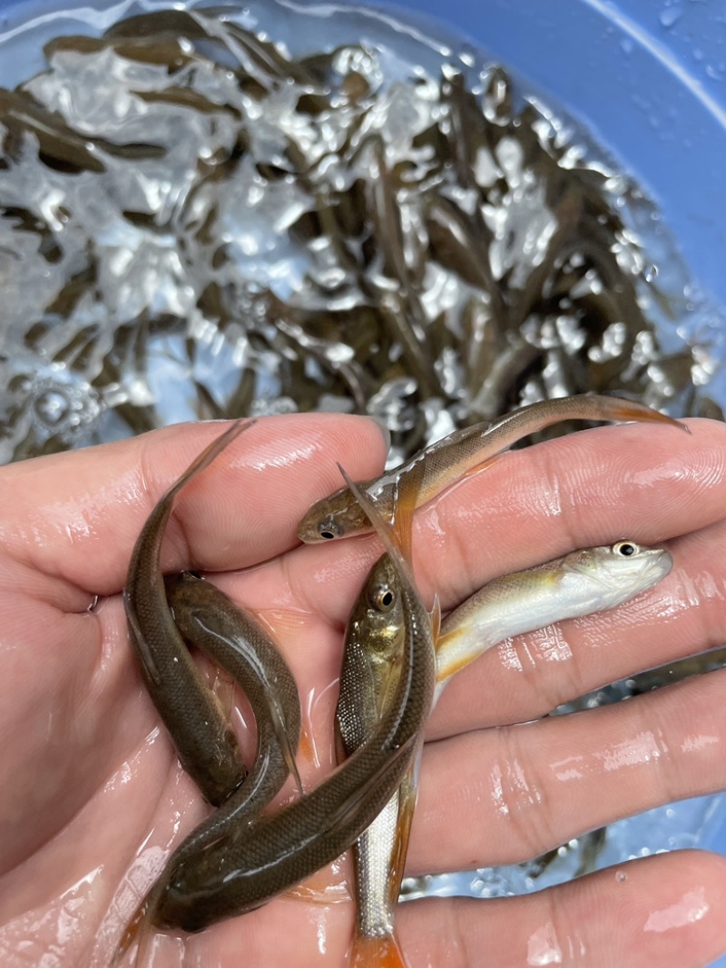 银雪鱼苗，场地繁殖标大，优质苗种技术指导适应能力强。