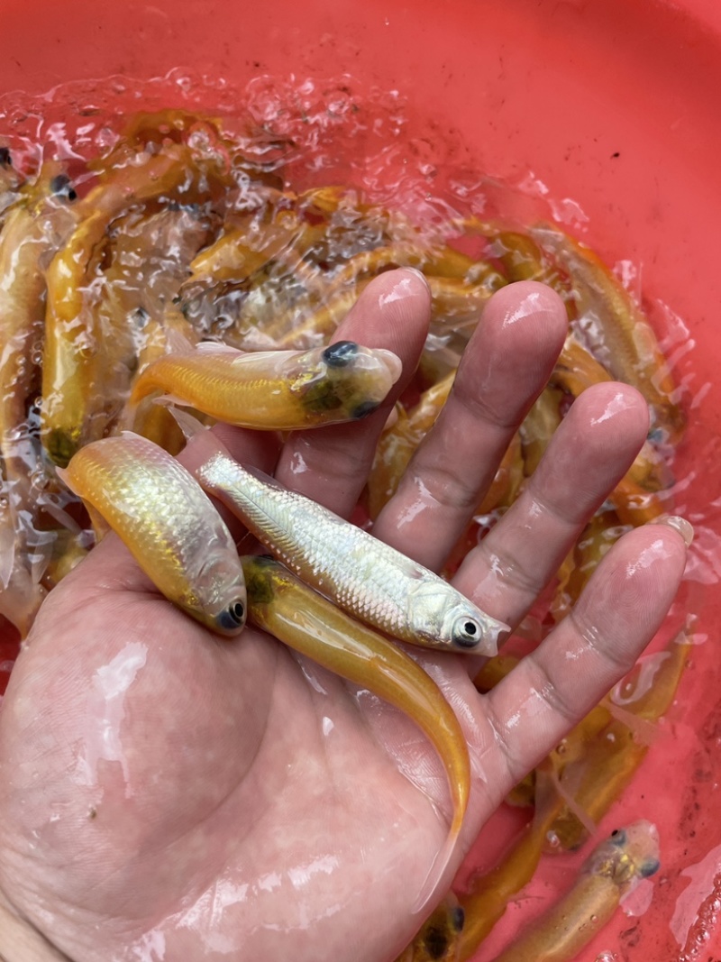 金丝草鱼苗，好养快大适应能力强，效益高，可高密度养殖。