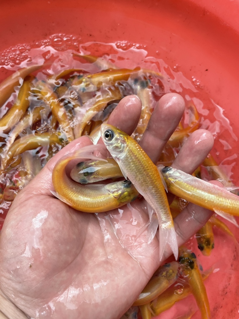 金丝草鱼苗，好养快大适应能力强，效益高，可高密度养殖。