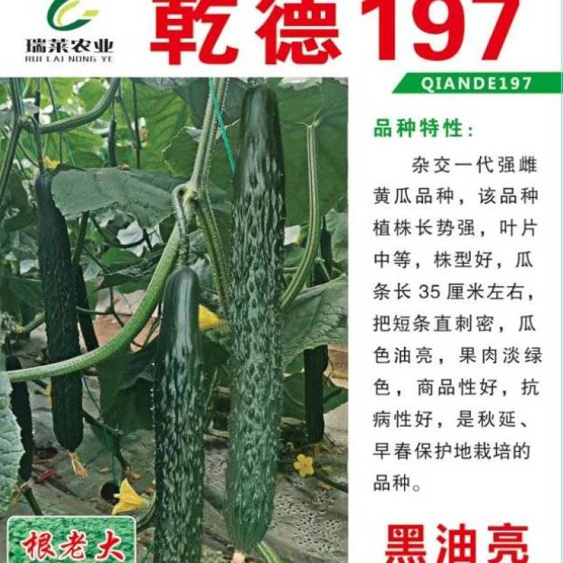 【热销包邮】乾德197短粗把油亮高产抗病秋延早春黄瓜种子