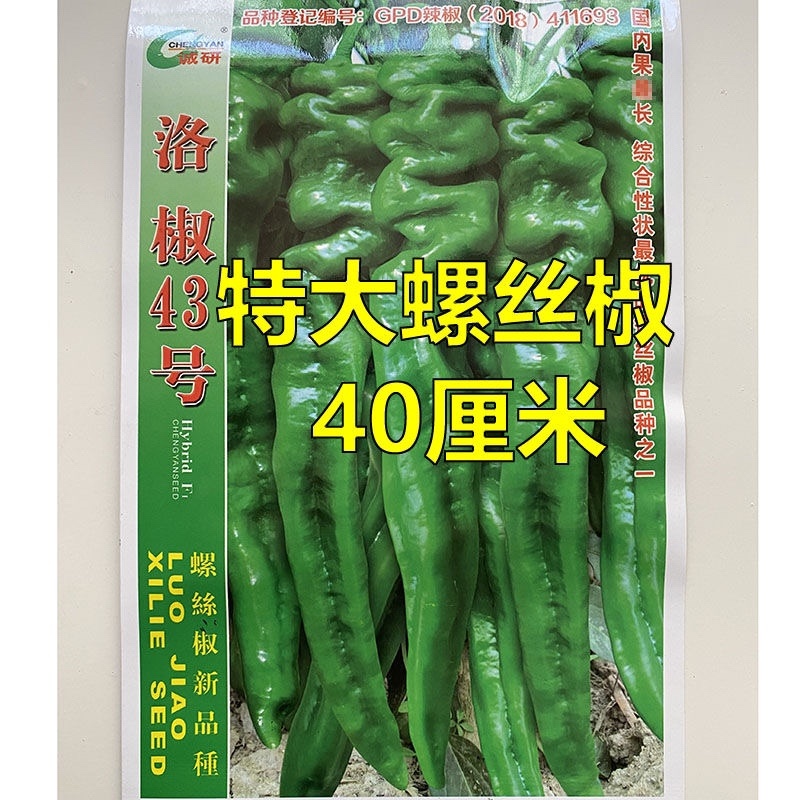 洛椒43螺丝椒种子大果型品种浓香辣品种，大田种子