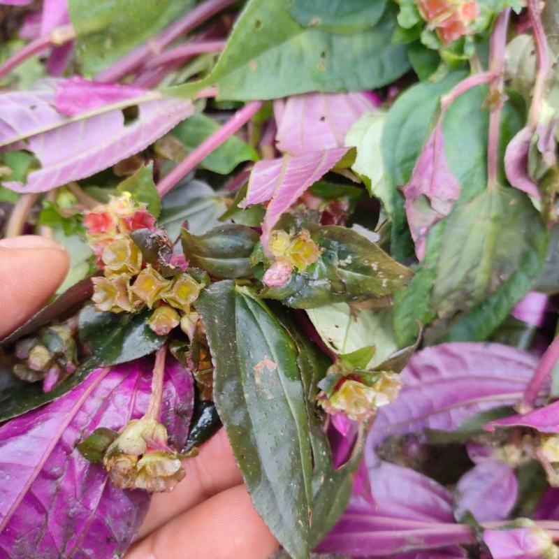 野生风柜斗草风柜斗草鲜货干货