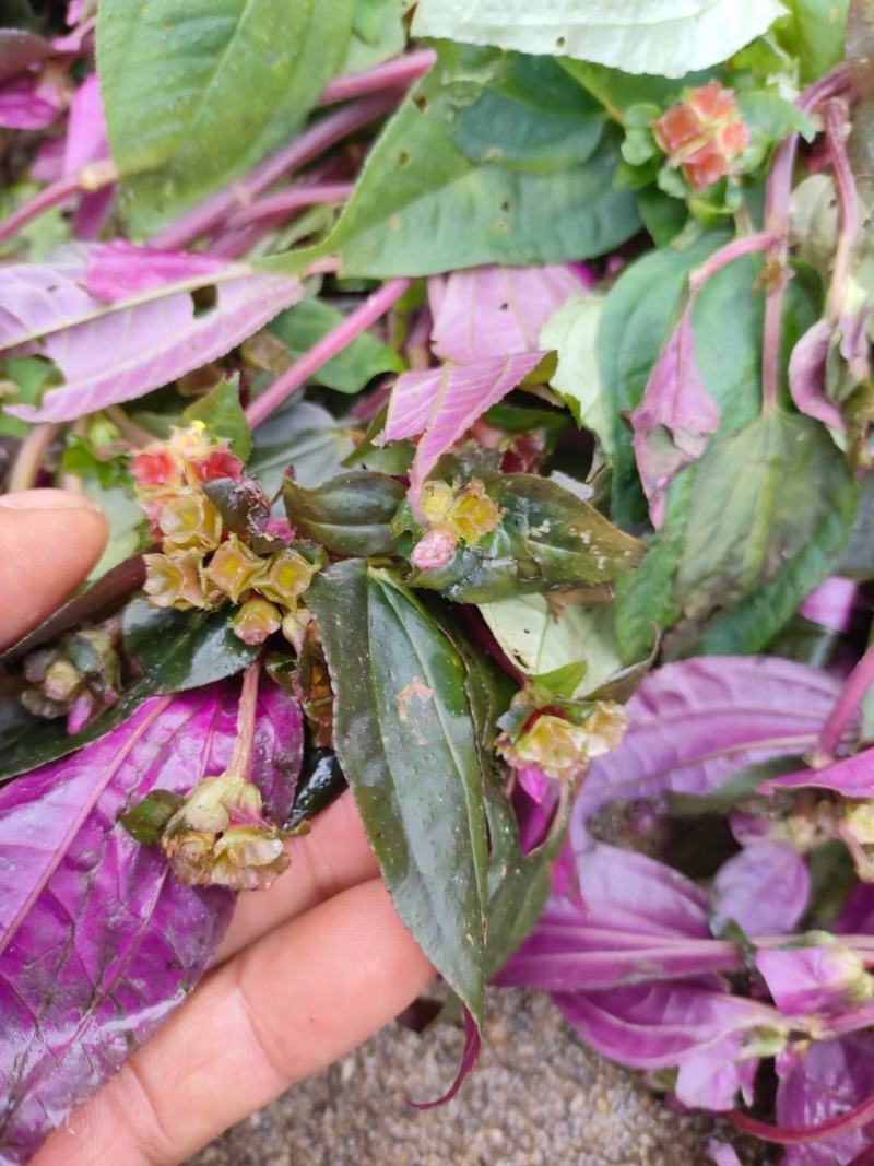 野生风柜斗草风柜斗草鲜货干货