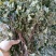 野生风柜斗草风柜斗草鲜货干货