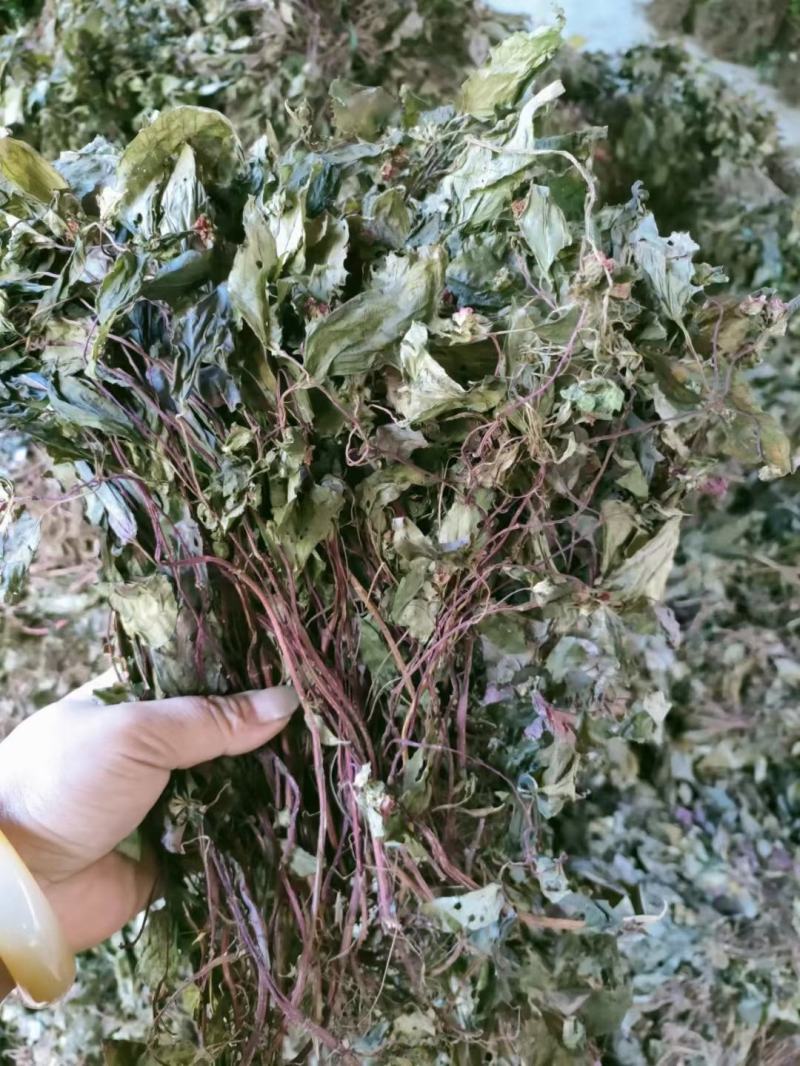 野生风柜斗草风柜斗草鲜货干货