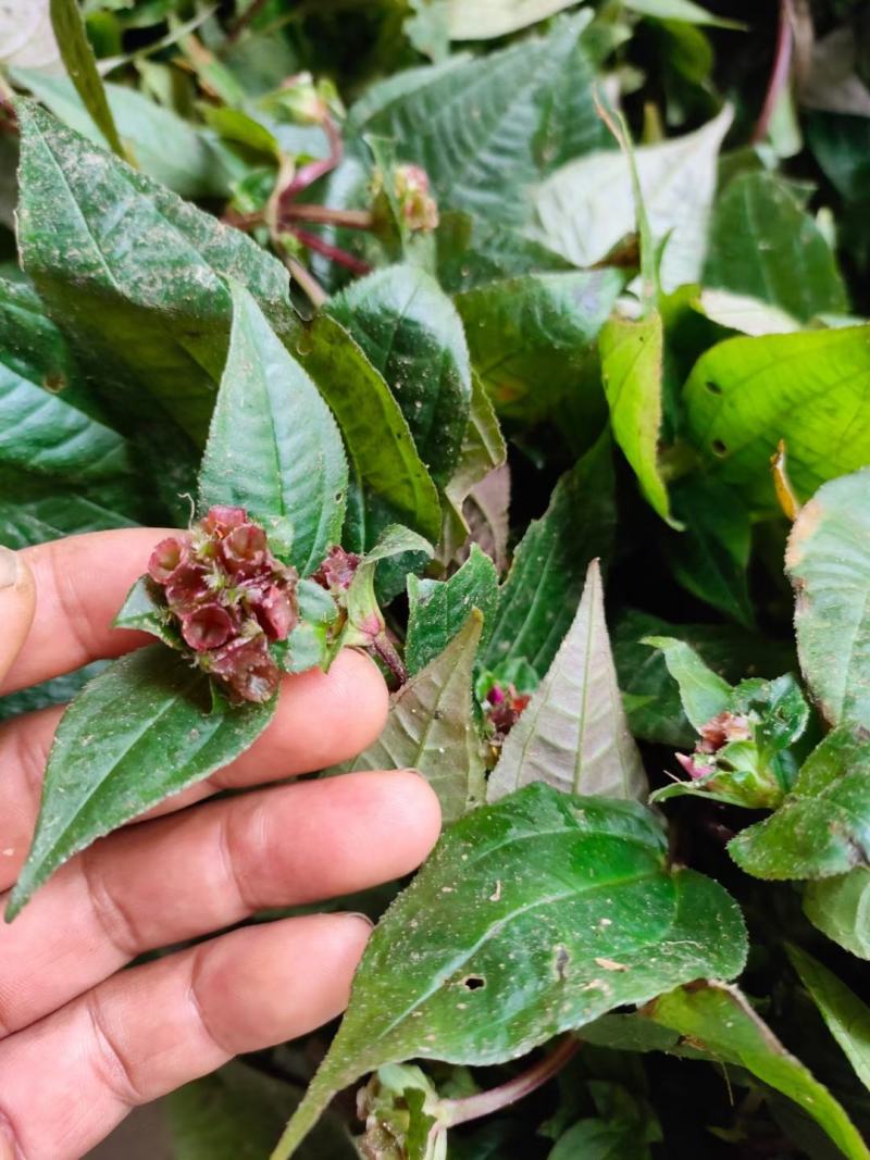 野生风柜斗草风柜斗草鲜货干货
