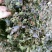 野生风柜斗草风柜斗草鲜货干货