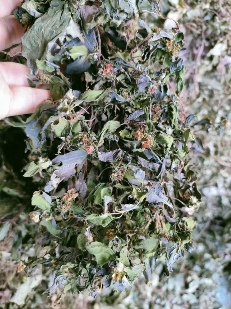 野生风柜斗草风柜斗草鲜货干货