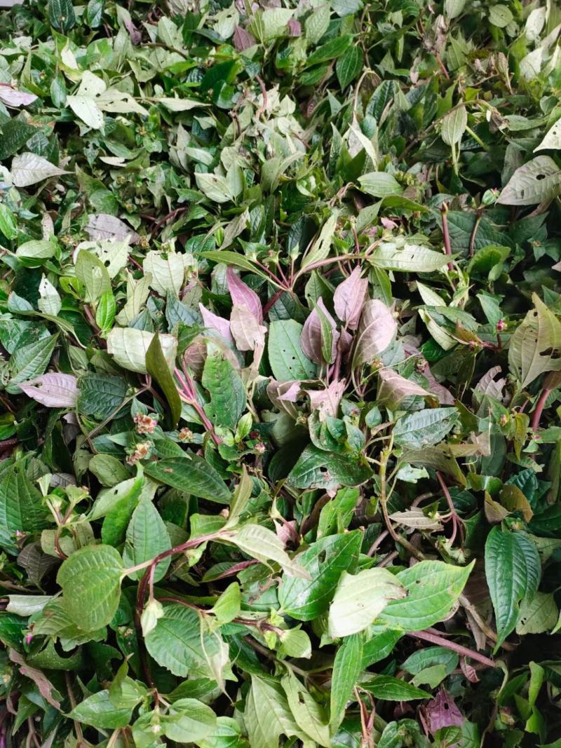 野生风柜斗草风柜斗草鲜货干货