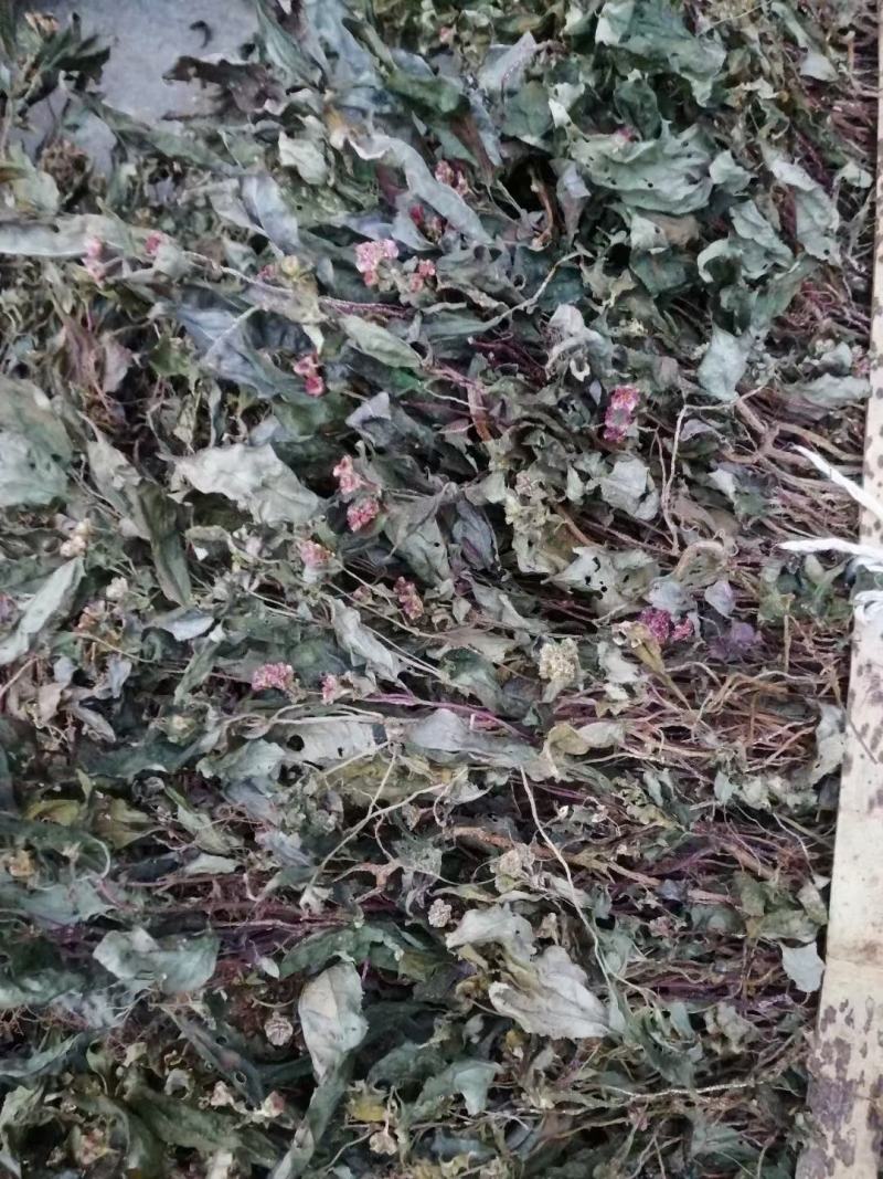 野生风柜斗草风柜斗草鲜货干货