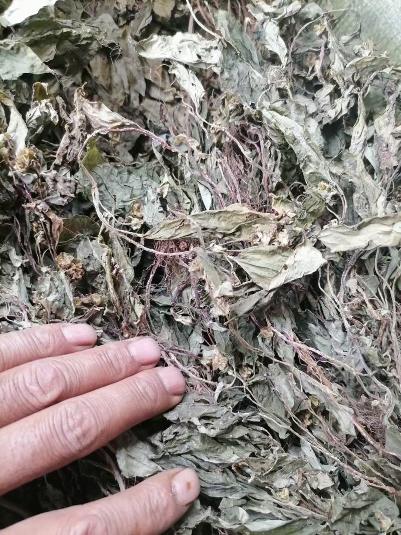 野生风柜斗草风柜斗草鲜货干货