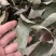 优质淫羊藿长自贵州高原纯野生全株泡茶泡水泡酒