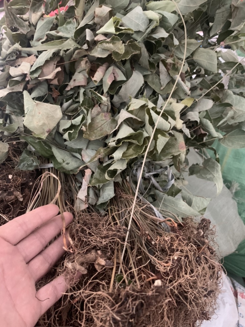 优质淫羊藿长自贵州高原纯野生全株泡茶泡水泡酒