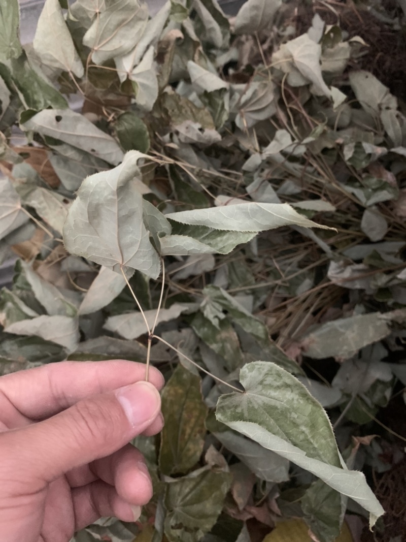 优质淫羊藿长自贵州高原纯野生全株泡茶泡水泡酒