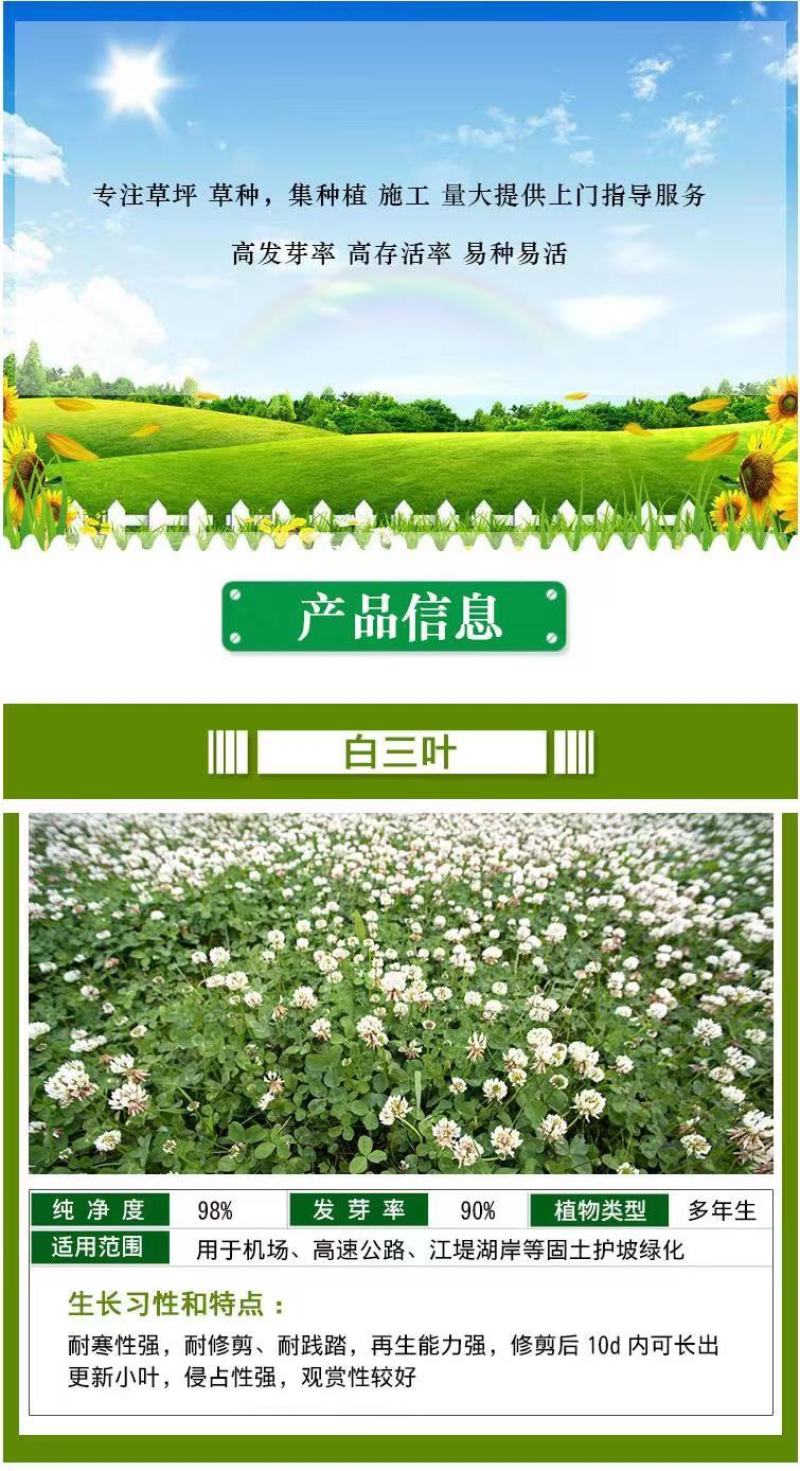 进口三叶草种子红三叶种子多年生绿化草籽