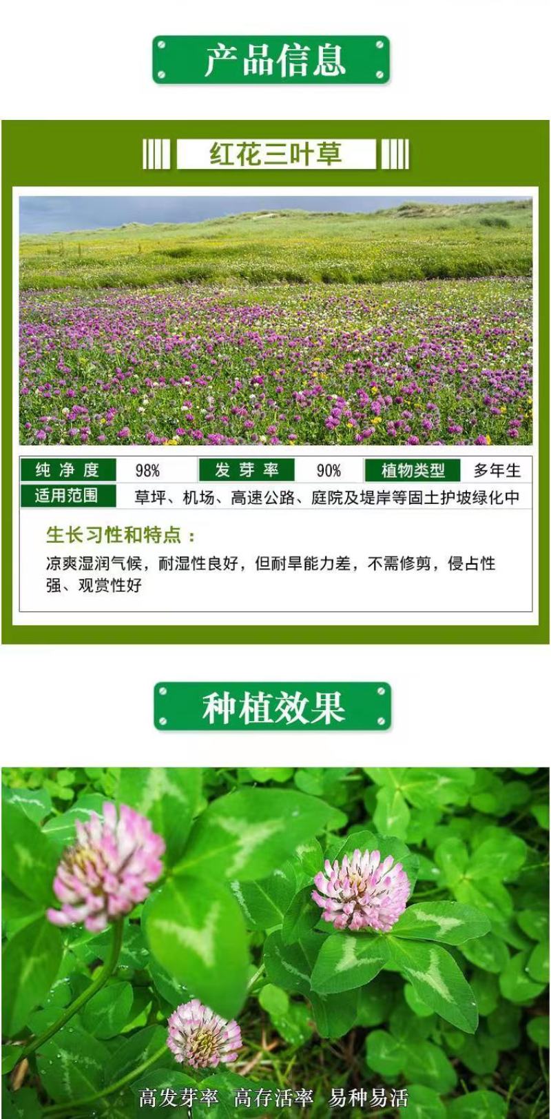 进口三叶草种子红三叶种子多年生绿化草籽