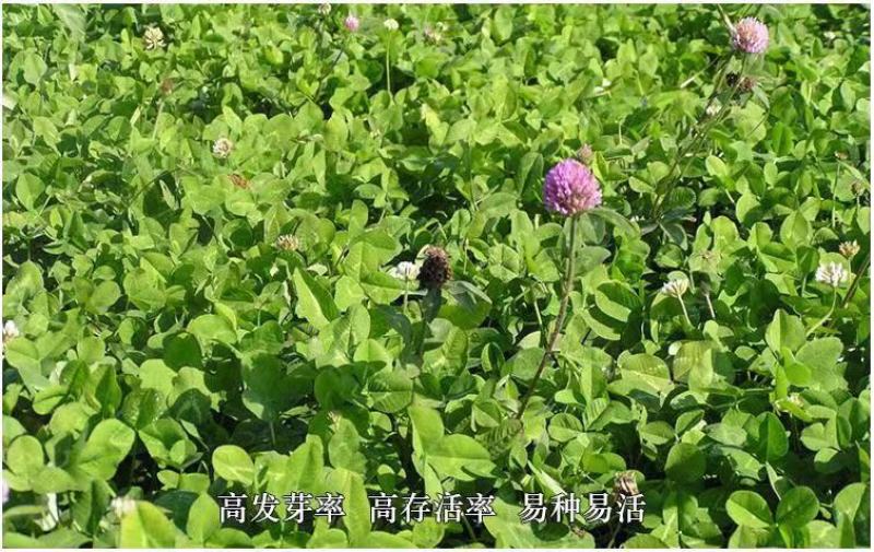 进口三叶草种子红三叶种子多年生绿化草籽