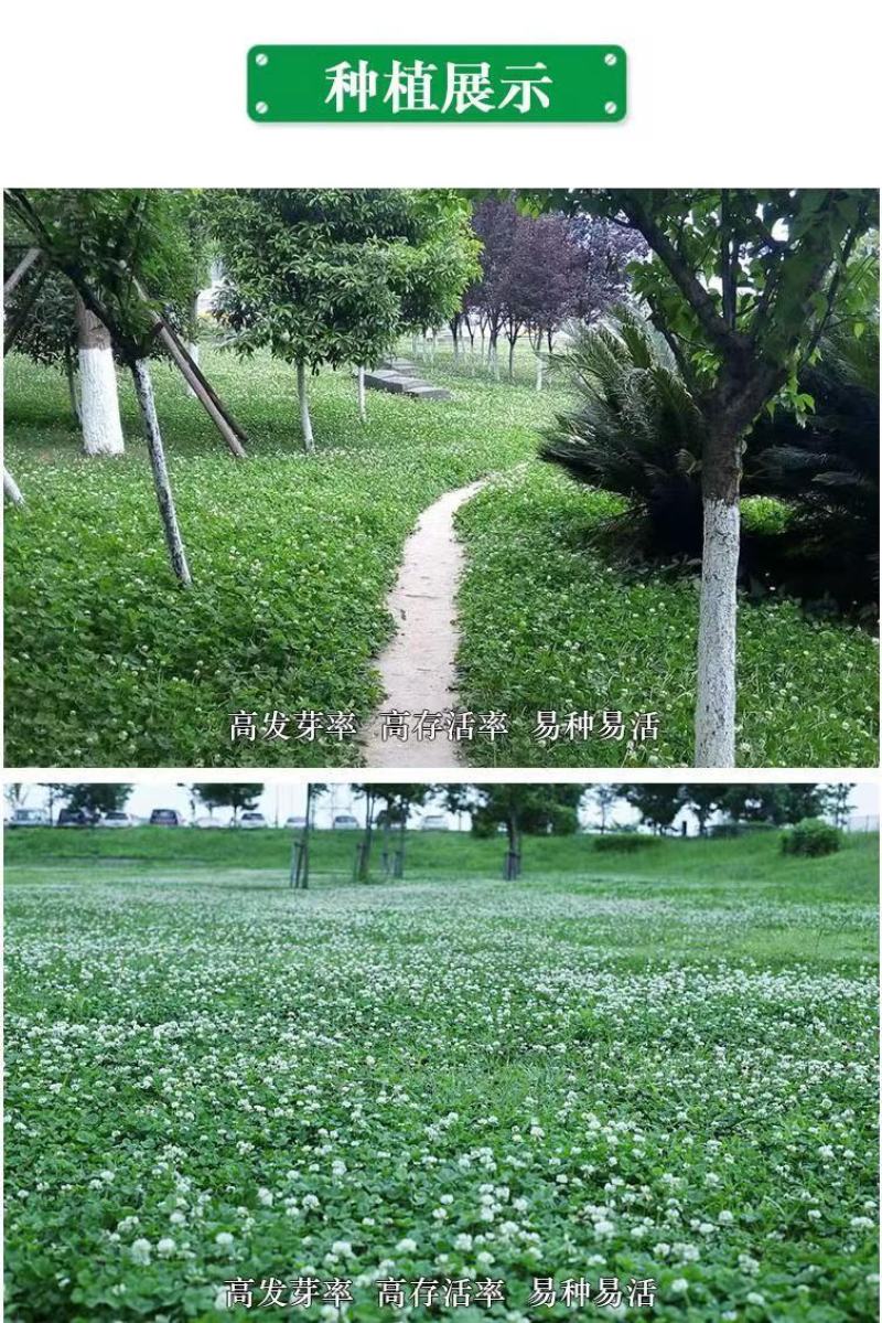 进口三叶草种子红三叶种子多年生绿化草籽
