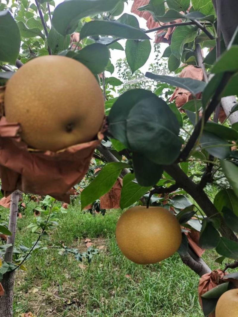 秋月