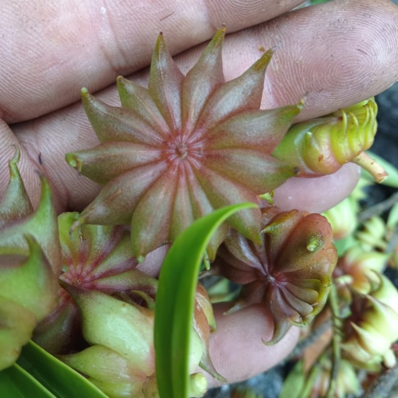 野生八角【莽草】药材