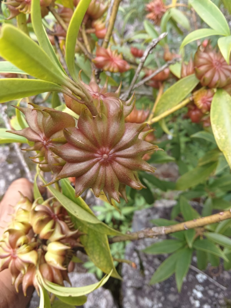 野生八角【莽草】药材
