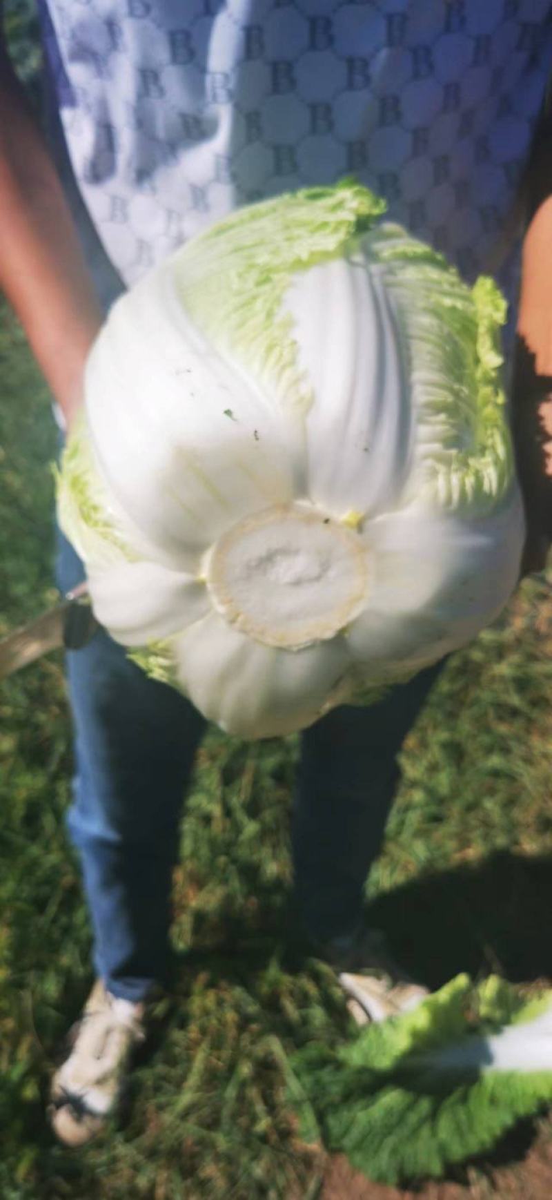 黄心大白菜大量上市大小车随到随装，需要提前联系