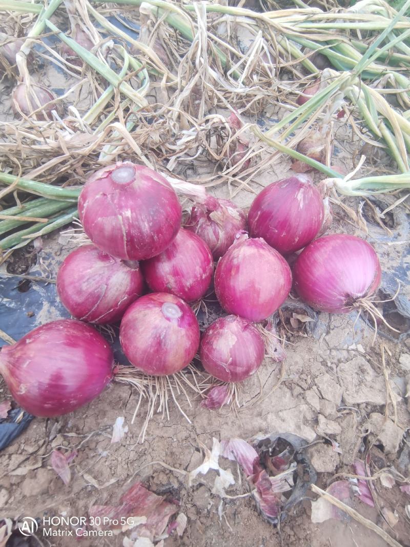 红葱红旗新上市甘肃鲜葱无滑皮根腐