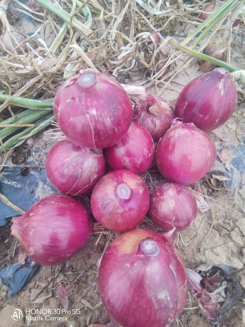 红葱红旗新上市甘肃鲜葱无滑皮根腐